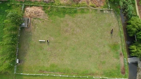 Drone ascends tilting down to horses grazing on fresh strewn hay, cinematic aeri Stock Footage 308503500