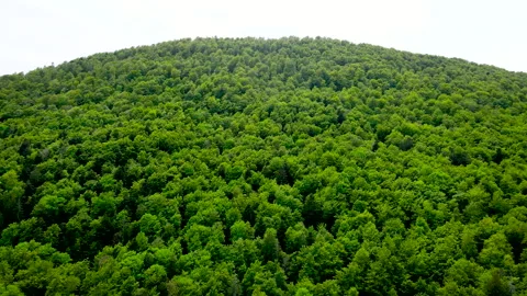 Drone Ascent Over Spring Forest – Rising Aerial Shot 4K Stock Footage 333899727