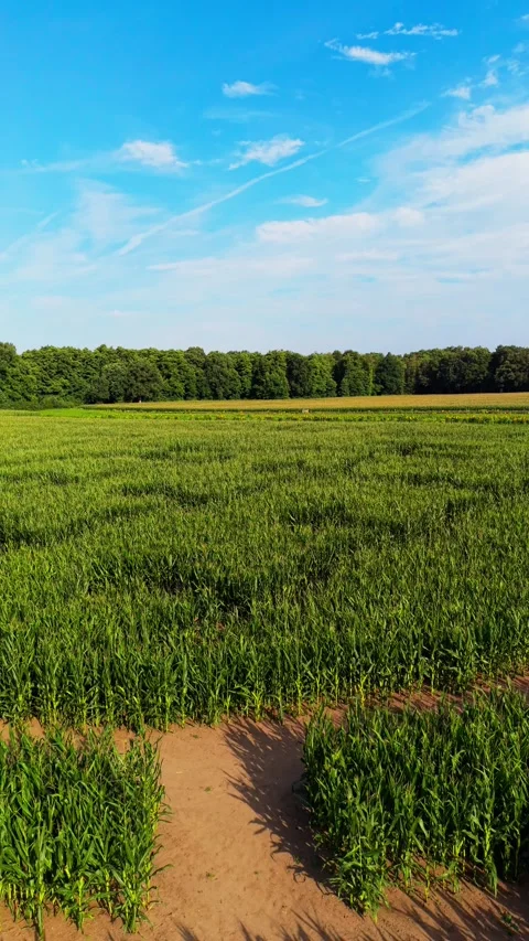 Drone ascent revealing corn field maze pattern Stock Footage 341389217