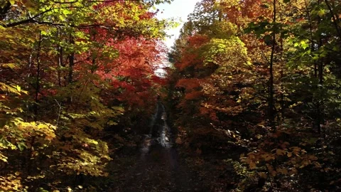 Drone Autumn or Fall Leaves Drone Stock Footage 218476823