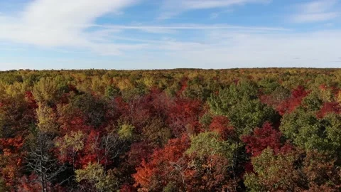 Drone Autumn or Fall Leaves Drone Stock Footage 218476903