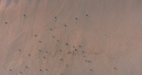 Drone baby turtles Stock Footage 97750117
