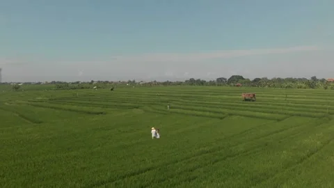 Drone back view of the couple standing among green rice fields dresses up white  Stock Footage 131805827