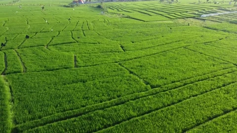 Drone Backward Over Lush Green Rice Fields in Bali Indonesia Stockbeeldmateriaal 330632820