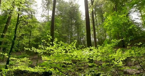 Drone Backward Pull Away Through Lush Green Summer Forest Canopy and Tall Trees Stockbeeldmateriaal 330106815