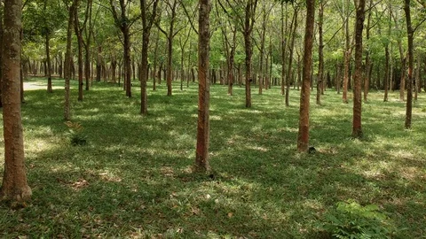 Drone Backwards through trees 2 Video stock 128163566