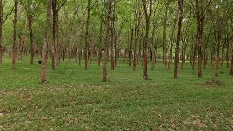 Drone backwards through trees Video stock 128163692