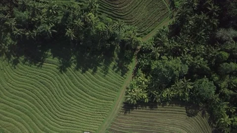 Drone bali rice fields Stock-Footage 219014155