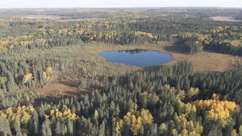 Drone based aerial flying high above a mixed forest with autumn colors and a Stock Footage 310897874