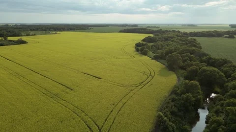 Drone based aerial flying high above a farm field of yellow blooming canola Stock Footage 310898056