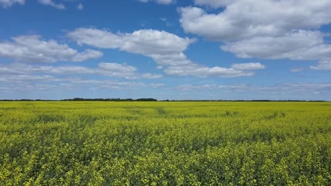 Drone based aerial flying low over a field of blooming yellow canola under a Stock Footage 310898079