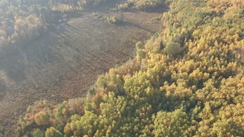 Drone based aerial looking down at an autumn colored forest and small beaver Stock Footage 310897950