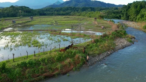 Drone of beautiful Mount Kinabalu view with beautiful rural paddy field Stock Footage 120599313