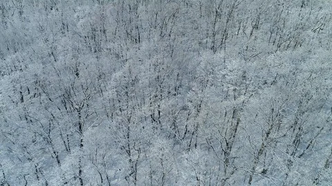 Drone beautiful pattern trees in white snow frozen cold winter frost forest cold Stock Footage 107256864