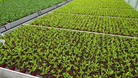 Drone - Beautiful Right to Left View of Planter Beds + Employees - Small Gre Stock Footage 314226966