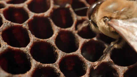 Drone bee Stock Footage 311323026