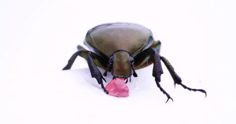 Drone beetle. Stock Footage 150257692