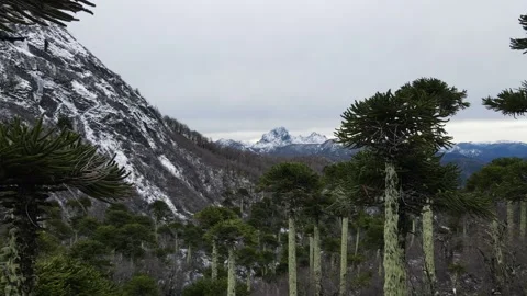 Drone between forest and snowy mountains Stock Footage 156302210