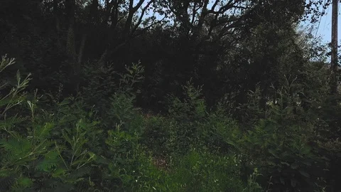 DRONE BETWEEN NATURE Stock Footage 90134070