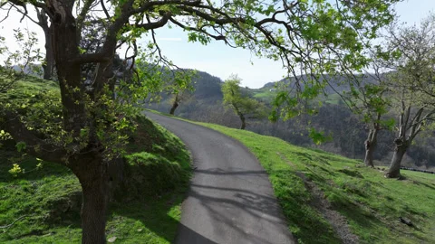 Drone between trees on rural roads, Basque country Stock Footage 272139916