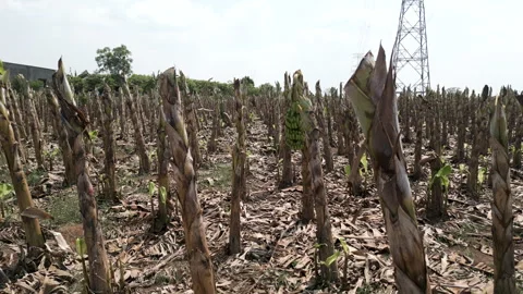 Drone between the trunks of banana palm trees already cut and without fruits in Stock Footage 278552440