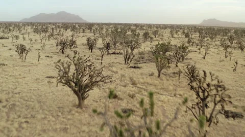 Drone birdeye aerial view from above Joshua tree national forest park in