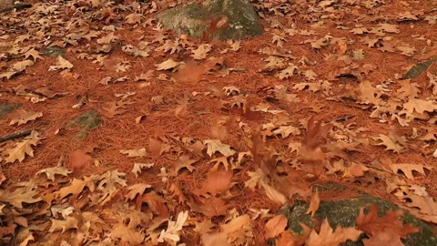 DRONE BLOW LEAVES Stock Footage 187117716