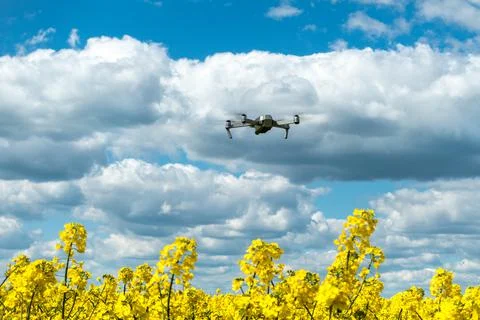 Drone in Blue Sky with Clouds above Yellow Canola Field. Farmer Studies Crops Stock Photos