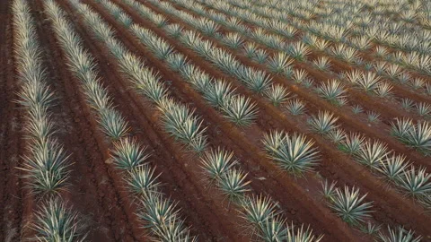 Drone of Blue Webber Agave Plants in Tequila, Jalisco, Mexico Stock Footage 171598535