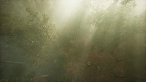 Drone breaking through the fog to show redwood and pine tree Stock Illustration