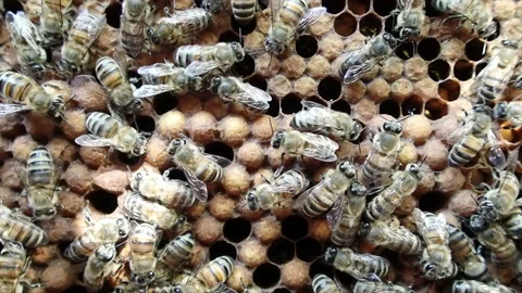 Drone brood is located below on dark combs Stock Footage 170757995
