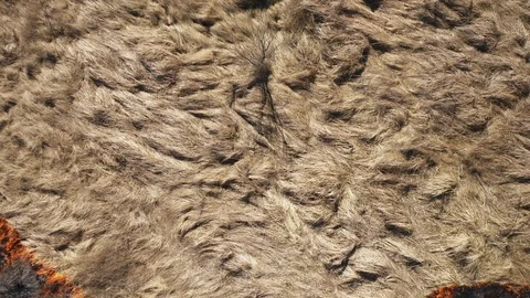 Drone up. The burning texture of dry grass with smoke. Fires in the summer Stock Footage 105008321