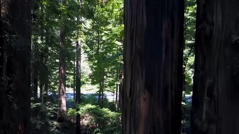 Drone California Redwoods National Forest Stock Footage
