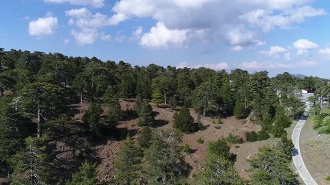 Drone camera above trees. Video stock 78355878
