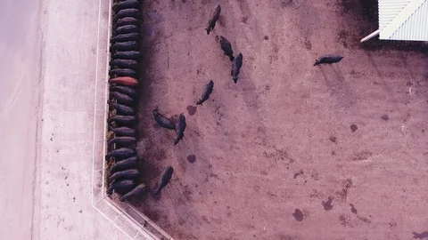 Drone camera catches feeding process of black cattle in large corral on farm Stock Footage 95611428