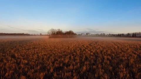 Drone camera descends on an autumn field with cows in Manitoba, Canada Stock Footage 166977357