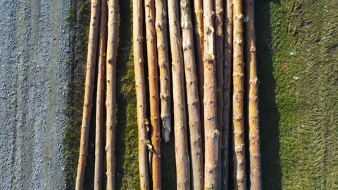 Drone camera elevating above freshly illegal cutted pine logs Stock Footage 142696699