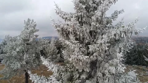 Drone camera elevating in front of a frosty pine tree Stock Footage 144048996