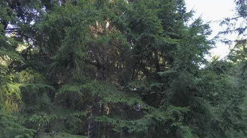 Drone camera elevating in front of green pine woods Stock Footage 138851727
