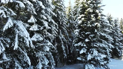 Drone camera elevating in front of snowy pine trees Stock Footage 150683348