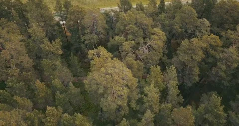 The drone camera flies over pine forest towards the sea Stock Footage 146700699