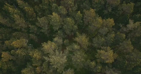 The drone camera flies over pine forest towards the sea Stock Footage 146700738