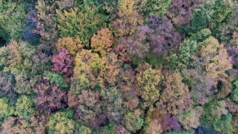 Drone camera flying above beautiful, colorful deciduous woods Stock Footage 141866400
