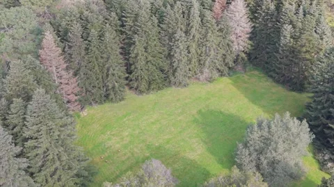 Drone Camera Flying Above Dense Forest And Peaceful Meadow Vidéo 334803084