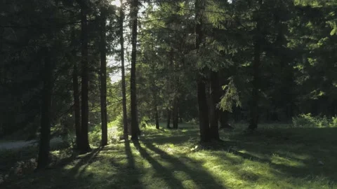 Drone camera flying in beautiful pine forest near roadside Stock Footage 139311588