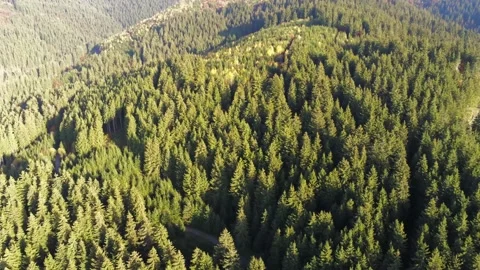 Drone camera flying over beautiful pine woods Stock Footage 142696704