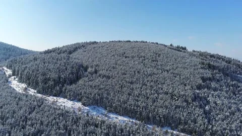 Drone camera flying over  dense pine woods at wintertime Stock Footage 150683334