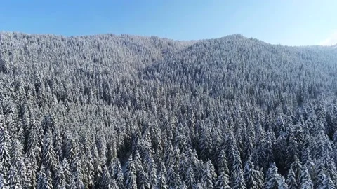 Drone camera flying over  dense pine woods at wintertime Stock Footage 150683340