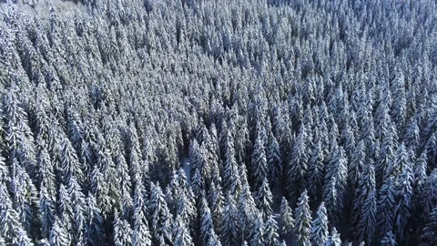 Drone camera flying over  dense pine woods at wintertime Stock Footage 150683344