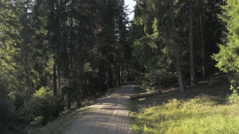 Drone camera flying over a forest road, visible lens flare Stock Footage 139308331